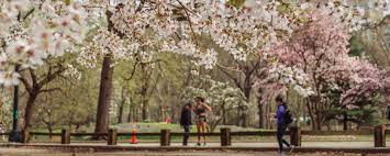 The cherry blossom trees in central park can be found mainly between 72nd street and 96th street, with the highest concentrations around the reservoir, cherry hill, pilgrim hill, great lawn, cedar hill, and the area just south of cedar hill between 74th and 77th streets. A Beauty First Bloom Cherry Blossoms In Central Park The Wanderbug