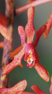 Image result for Gleichenia elongata