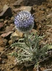 Image result for Echinops longifolius
