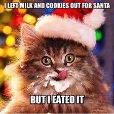 Happy friday eve cat meme. Facebook