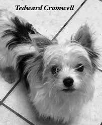 Here is a list of the best yorkie breeders in texas that have yorkie puppies for sale. Metairie La Yorkie Yorkshire Terrier Meet Parti Yorkie Male A Pet For Adoption