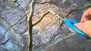 Is this a tree that grows in your area? Creating A Willow Bonsai From Cuttings Part I Mp4 Youtube