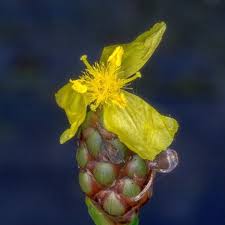 Image result for Xyris parvula