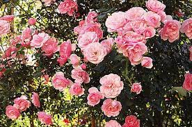 彷若村姑的 bonica 梨子的部落格 梨山阿生果園 痞客邦 floral wreath floral nature