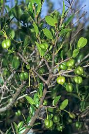 Image result for Cleistanthus schlechteri