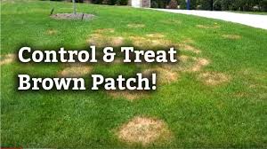 A cut above lawn care. Brown Patch Disease Spring Green Lawn Care Guide