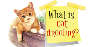 According to whiskas, cats generally purr when they are in a relaxed environment. Cat Drooling When To Worry Or Not Uk Pets