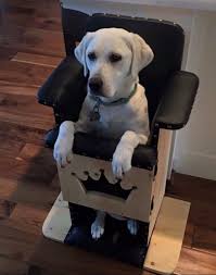 New Help For Dogs With Megaesophagus By Dr Nancy Kay Weakness Dilation And Decreased Motility Of The Esophag Bailey Chair For Dogs Dog Playpen Dog Chair