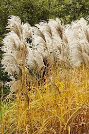 Image result for Miscanthus sinensis
