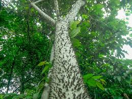 Image result for Hura crepitans