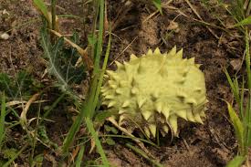 Image result for Acanthosicyos