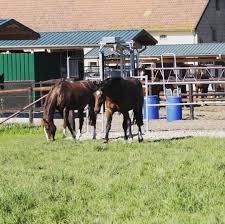Nicht Nur Die Qualitative Einzaunung Von Tieren Ist Uns Wichtig Sondern Auch Die Artgerechte Haltung Wir Unterstutzen Sie Bei Innovativen Stallko In 2020 Animals Cow