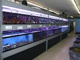 Freshwater fish are used to smaller spaces than saltwater fish. Saltwater Aquarium Store Near Me Off 75 Www Usushimd Com