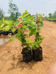 Image result for Combretum indicum