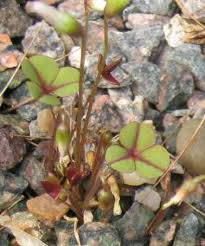 Image result for Oxalis semiloba