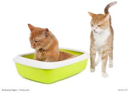 Trotzdem markiert sie weiterhin im haus alles was ihr vor die flinte kommt, stellt sich davor schwanz hoch, ein bisschen zittern und raus sind die spritzer. Pinkeln Oder Markieren Warum Ist Meine Katze Unsauber