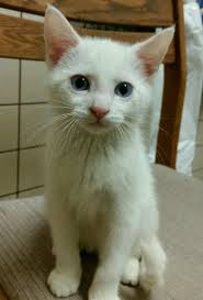 Black And White Cat With Blue Eyes Smudge Is A 9 Week Old White Kitten With A Bit Of Black On His Head And Blue Eyes He S Friendly Curious An Kitten Adoption Cats And Kittens Cats Illustration