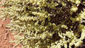 Image result for Plinthus sericeus