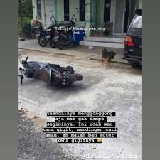 Fulpack pict+vid (model syur)(download) tutorial download cek dsini(tuttorial download) bit.ly/2s9cg9k. Mau Ketawa Tapi Kasihan 10 Momen Driver Ojol Ketemu Anjing