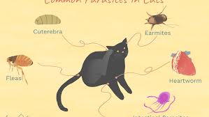 These include parasites, allergies, hormonal problems, and even stress as well. Worms Mites Ticks And Other Bugs That Live On Cats