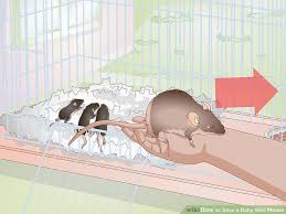 3 Ways To Save A Baby Wild Mouse Wikihow