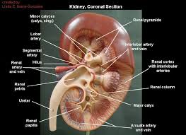 Kidney Coronal Section Study Stuff Pinterest Kidney Anatomy Anatomy And Physiology