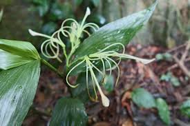 Image result for Corymborkis