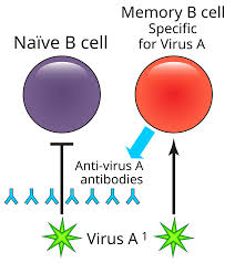 Image result for Humoral Immunodeficiency