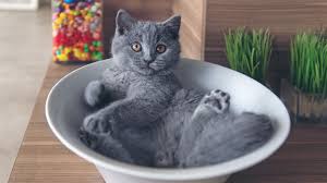 This cat is listed as a russian blue/domestic long hair mix.chances she actually is? 8 Blue Cat Breeds