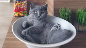 This breed, in fact, comes in a wide variety of coat colors and patterns. 10 Cat Breeds That Have Blue Colored Coats