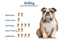 Heat stress usually occurs on a very hot day, or on a moderately hot day following several consecutive hot days. The Bulldog Everything You Need To Know At A Glance