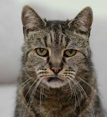 World S Oldest Cat Is 31 And Still Has Many Lives Left Old Cats Cats World Cat