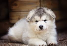 Find alaskan malamute puppies and breeders in your area and helpful alaskan malamute information. Alaskan Malamute Puppies For Sale Pauls Puppies For Adoption