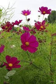 Cosmos Bipinnatus Dazzler Cosmos Cosmos Flowers Flower Farm Beautiful Flowers