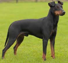 The manchester terrier is the oldest known terrier breed. Manchester Terrier Dog Breed Information And Images K9 Research