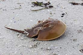 Horseshoe Crab Facts And Beyond Biology Dictionary