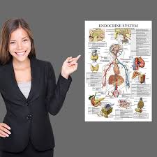 Endocrine System Anatomical Chart Anatomy Posters