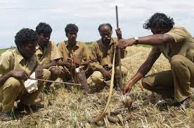 A scheduled tribe, their population in this region is estimated at around 200. Giving Irula Healing Practices A Place In Modern Medicine A New Source Of Livelihood For One Among The Six Oldest Adivasi Tribes Puducherry Tamil Nadu Tribal Cultural Heritage In