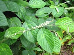 Image result for Pleurolobus