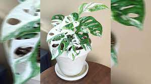 Tanaman ini berasal dari amerika latin. Janda Bolong Variegata Monstera Dua Warna Yang Harganya Menggila Murianews