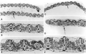 Image result for Panicum adenophorum