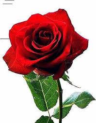 Maybe you would like to learn more about one of these? Gambar Bunga Cantik Kartun