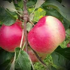 Know how to identify fruit tree diseases and fruit tree pests and how to get rid of them. 9 Disease Resistant Fruit Trees Ideas Fruit Trees Fruit Apple Tree