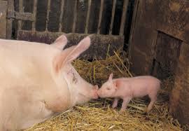 Image result for pig