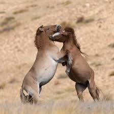 Not evaluated, data deficient, least concern, near threatened, vulnerable, endangered, critically endangered, extinct in the wild and extinct. Extinction Is Not Inevitable These Species Were Saved The New York Times