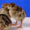 This heritage turkey breed originated from crossing domestic turkeys brought to the americas by european colonists with eastern wild turkeys. Heritage Standard Bronze Turkey Poults Cackle Hatchery