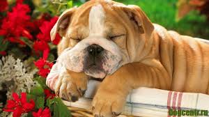 Numele dat pastilelor de dormit este bun.cunoscut pacienților care nu pot adormi mult timp. Cum SÄƒ Pui Un Animal In Somn FÄƒrÄƒ Durere Eutanasia Va Ajuta La Ameliorarea SuferinÈ›ei Unui Animal De Companie