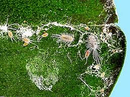Licensed pest control operators use persistent termite control chemicals on funnel ants. Adenium Leaves Turn Yellow Different Diseases Why The Tips Dry Crop Production