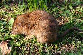 Wanderratten