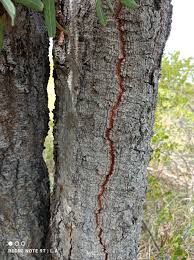 Image result for Faurea rochetiana